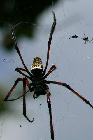 Nephila sp.